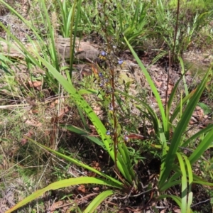 Dianella tasmanica at QPRC LGA - 18 Nov 2023 10:17 AM