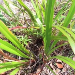 Dianella tasmanica at QPRC LGA - 18 Nov 2023 10:17 AM