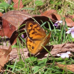 Heteronympha merope (Common Brown Butterfly) at QPRC LGA - 17 Nov 2023 by MatthewFrawley