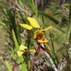 Diuris sulphurea (Tiger Orchid) at Tallaganda State Forest - 17 Nov 2023 by MatthewFrawley