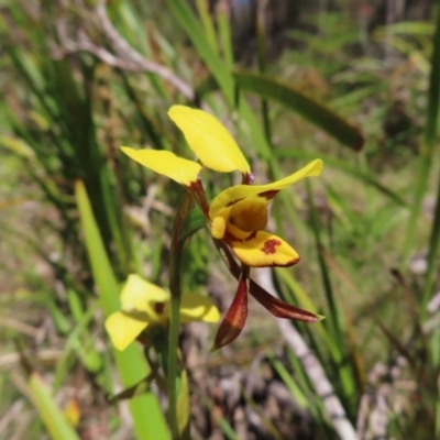 Diuris sulphurea (Tiger Orchid) at Tallaganda State Forest - 17 Nov 2023 by MatthewFrawley
