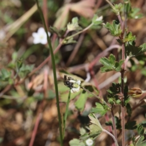 Lasioglossum sp. (genus) at Lyons, ACT - 18 Nov 2023 12:08 AM