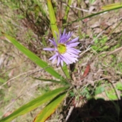 Brachyscome spathulata (Coarse Daisy, Spoon-leaved Daisy) at QPRC LGA - 17 Nov 2023 by MatthewFrawley