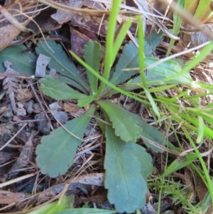 Brachyscome spathulata at QPRC LGA - 18 Nov 2023