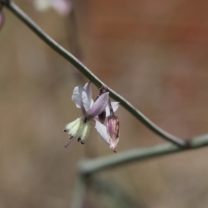 Arthropodium milleflorum at Lyons, ACT - 18 Nov 2023 12:10 AM