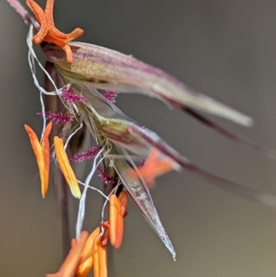 Rytidosperma pallidum (Red-anther Wallaby Grass) at Block 402 - 18 Nov 2023 by Miranda