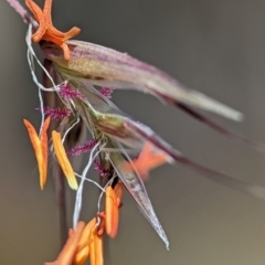Rytidosperma pallidum (Red-anther Wallaby Grass) at Bluetts Block Area - 17 Nov 2023 by Miranda