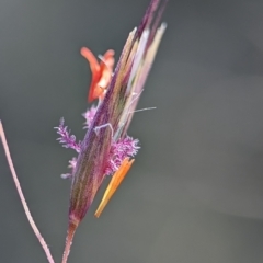 Rytidosperma pallidum at Bluetts Block (402, 403, 12, 11) - 18 Nov 2023