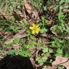 Ranunculus lappaceus (Australian Buttercup) at QPRC LGA - 17 Nov 2023 by MatthewFrawley