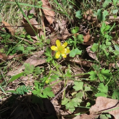 Ranunculus lappaceus (Australian Buttercup) at QPRC LGA - 17 Nov 2023 by MatthewFrawley