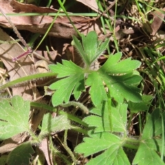 Ranunculus lappaceus at QPRC LGA - 18 Nov 2023