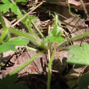 Ranunculus lappaceus at QPRC LGA - 18 Nov 2023