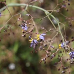 Dianella sp. aff. longifolia (Benambra) at Lyons, ACT - 18 Nov 2023