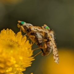 Austrotephritis poenia (Australian Fruit Fly) at Holder, ACT - 15 Nov 2023 by Miranda