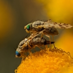 Austrotephritis poenia at Holder, ACT - 15 Nov 2023