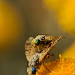 Austrotephritis poenia at Holder, ACT - 15 Nov 2023 04:35 PM