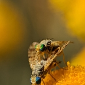 Austrotephritis poenia at Holder, ACT - 15 Nov 2023 04:35 PM