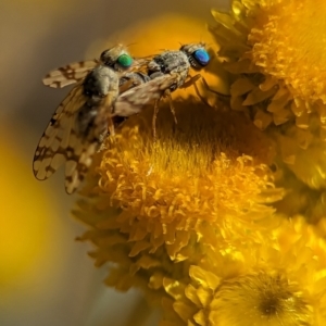 Austrotephritis poenia at Holder, ACT - 15 Nov 2023