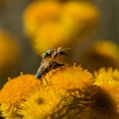 Austrotephritis poenia at Holder, ACT - 15 Nov 2023 04:35 PM