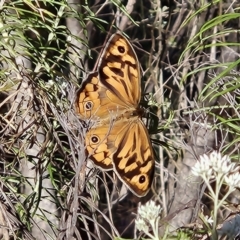 Heteronympha merope (Common Brown Butterfly) at The Pinnacle - 18 Nov 2023 by sangio7