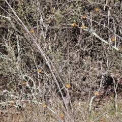 Heteronympha merope at The Pinnacle - 19 Nov 2023