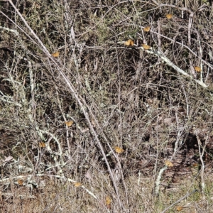 Heteronympha merope at The Pinnacle - 19 Nov 2023