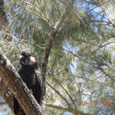 Zanda funerea (Yellow-tailed Black-Cockatoo) at Wollondilly Local Government Area - 18 Nov 2023 by bufferzone