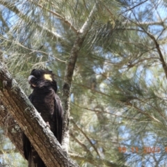 Zanda funerea at Wollondilly Local Government Area - suppressed