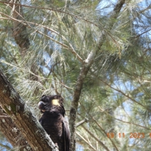 Zanda funerea at Wollondilly Local Government Area - suppressed