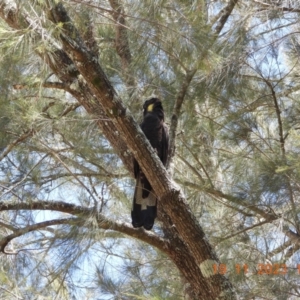 Zanda funerea at Wollondilly Local Government Area - suppressed