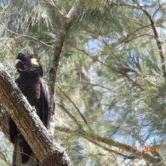 Zanda funerea at Wollondilly Local Government Area - suppressed