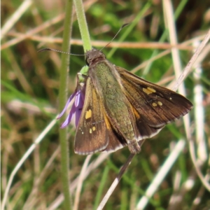 Hesperilla donnysa at QPRC LGA - 18 Nov 2023