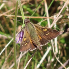 Hesperilla donnysa at QPRC LGA - 18 Nov 2023