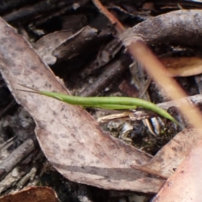 Psednura musgravei (Musgraves Psednura) at Morton National Park - 13 Nov 2023 by CathB