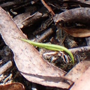 Psednura sp. (genus) at Morton National Park - 13 Nov 2023