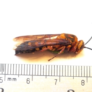 Catocheilus sp. (genus) at Chapman, ACT - 19 Nov 2023