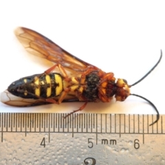 Catocheilus sp. (genus) at Chapman, ACT - 19 Nov 2023 05:47 AM