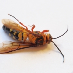 Catocheilus sp. (genus) at Chapman, ACT - 19 Nov 2023 05:47 AM