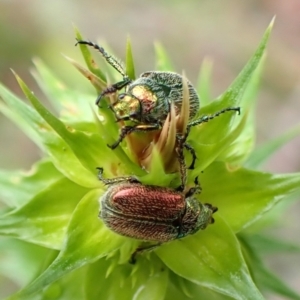 Diphucephala sp. (genus) at Booderee National Park - 15 Nov 2023