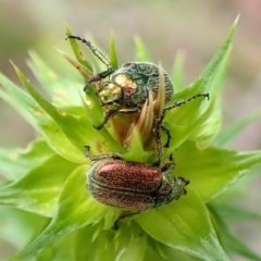 Diphucephala sp. (genus) (Green Scarab Beetle) at Booderee National Park - 15 Nov 2023 by CathB
