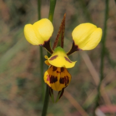 Diuris sulphurea (Tiger Orchid) at Rendezvous Creek, ACT - 17 Nov 2023 by BarrieR