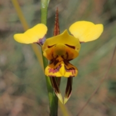 Diuris sulphurea at Namadgi National Park - suppressed