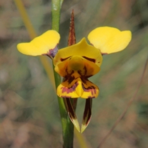 Diuris sulphurea at Namadgi National Park - suppressed