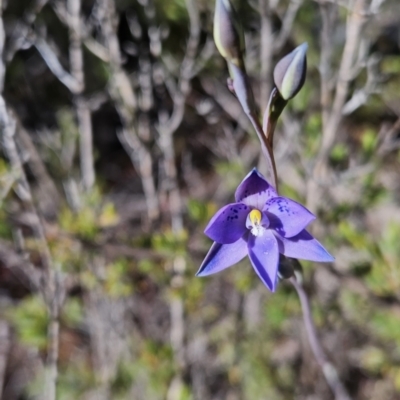 Thelymitra simulata (Graceful Sun-orchid) at Rendezvous Creek, ACT - 17 Nov 2023 by BethanyDunne