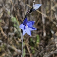 Thelymitra juncifolia (Dotted Sun Orchid) at Rendezvous Creek, ACT - 17 Nov 2023 by BethanyDunne