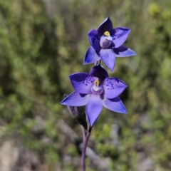 Thelymitra simulata (Graceful Sun-orchid) at Rendezvous Creek, ACT - 17 Nov 2023 by BethanyDunne