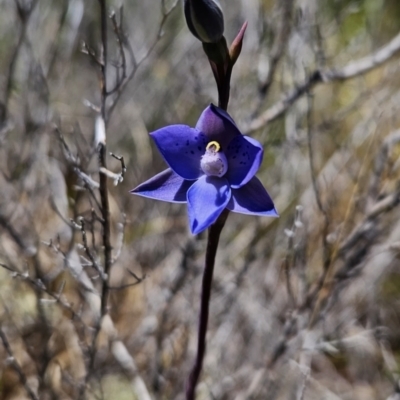 Thelymitra simulata (Graceful Sun-orchid) at Rendezvous Creek, ACT - 18 Nov 2023 by BethanyDunne