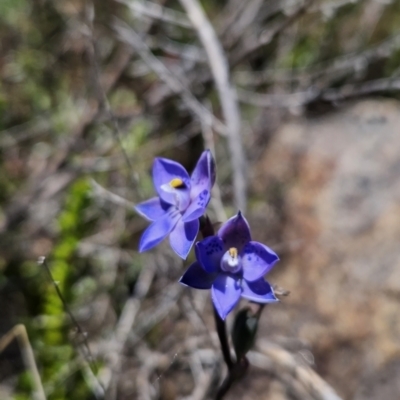 Thelymitra simulata (Graceful Sun-orchid) at Namadgi National Park - 18 Nov 2023 by BethanyDunne