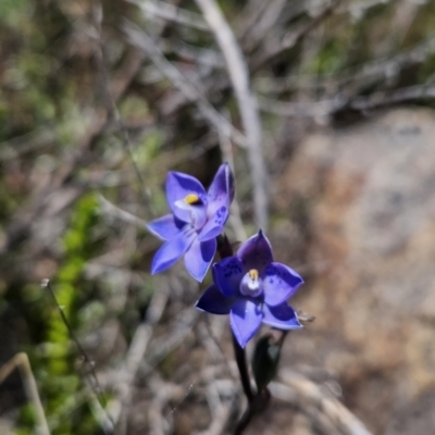 Thelymitra simulata (Graceful Sun-orchid) at Rendezvous Creek, ACT - 18 Nov 2023 by BethanyDunne
