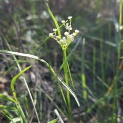 Gingidia harveyana (Slender Gingidia) at Namadgi National Park - 18 Nov 2023 by BethanyDunne